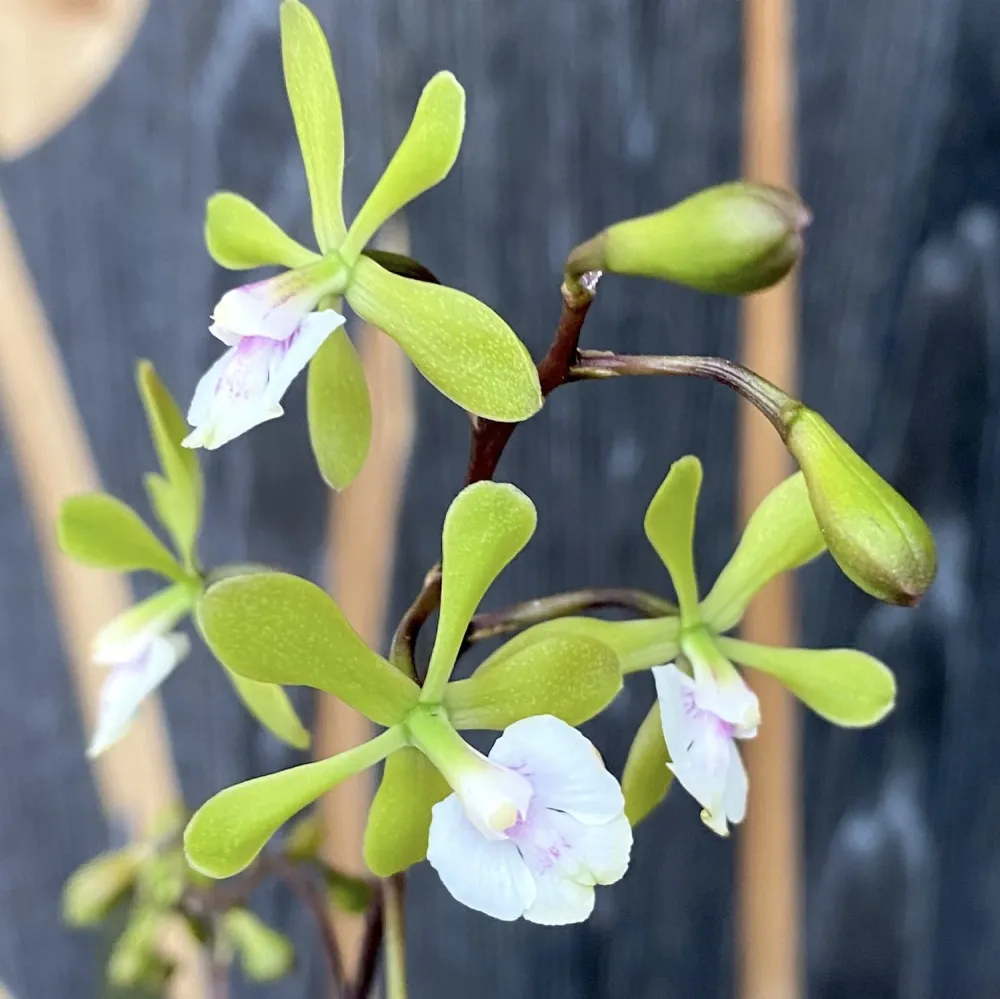 Epidendrum Floribundum - flori parfumate