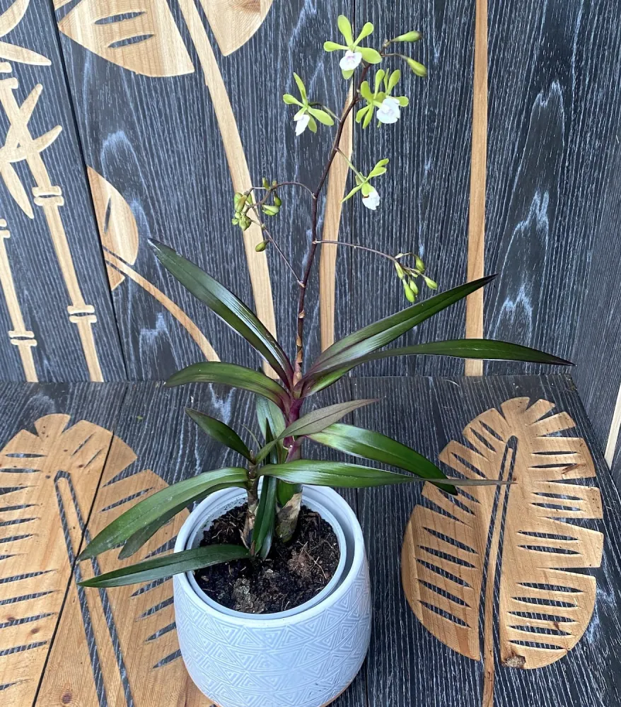 Epidendrum Floribundum - flori parfumate