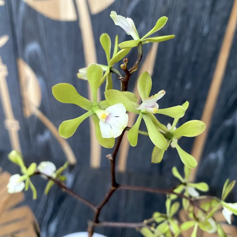 Epidendrum Floribundum - flori parfumate