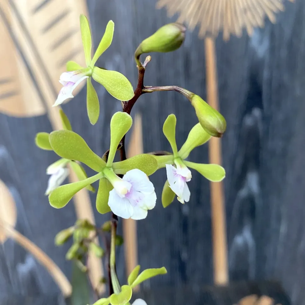 Epidendrum Floribundum - flori parfumate