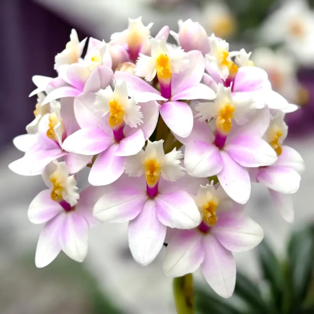 Epidendrum radicans “Candy” XL