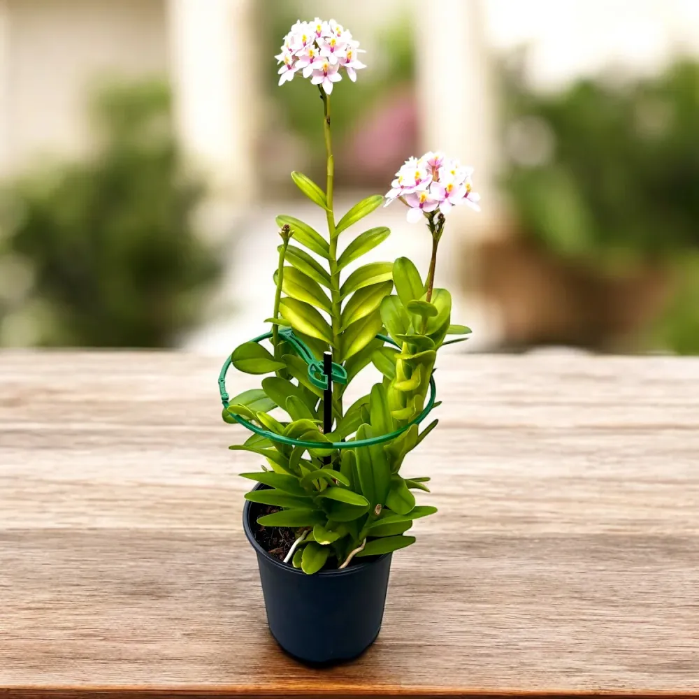 Epidendrum radicans “Candy” XL