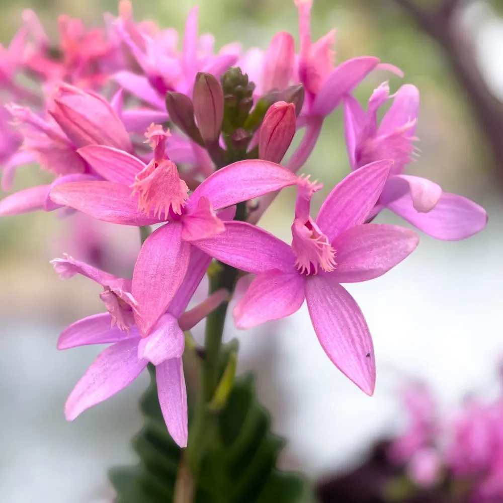 Epidendrum radicans ‘Coral Flame’