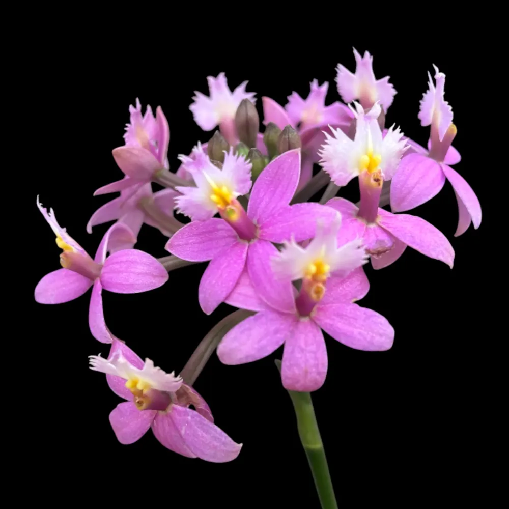 Epidendrum radicans ‘Dark Pink’