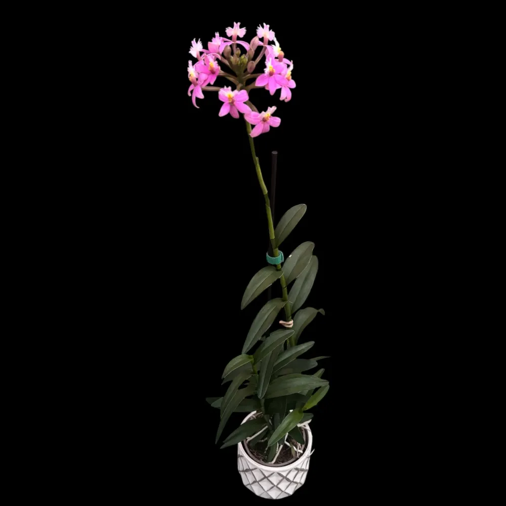 Epidendrum radicans ‘Dark Pink’