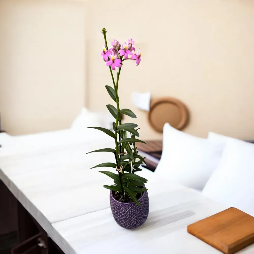 Epidendrum radicans ‘Dark Pink’