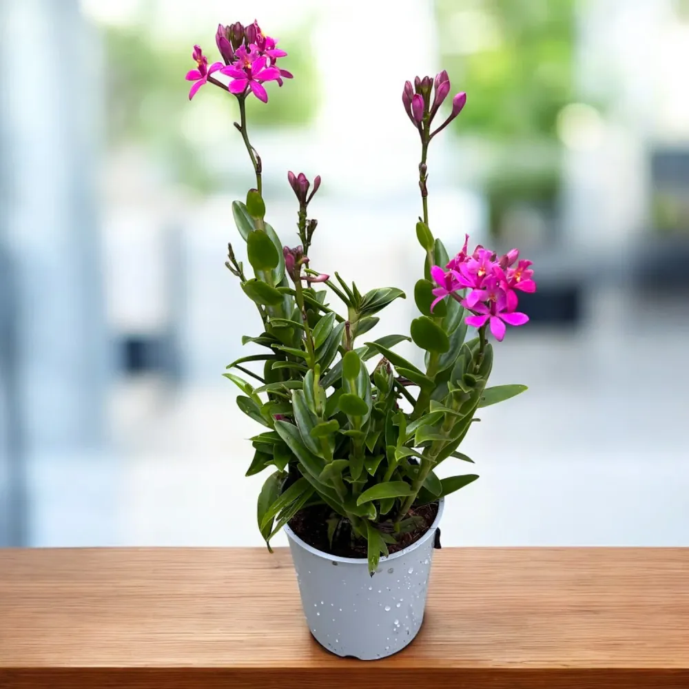 Epidendrum radicans 'Dark Purple' - exemplare bogate