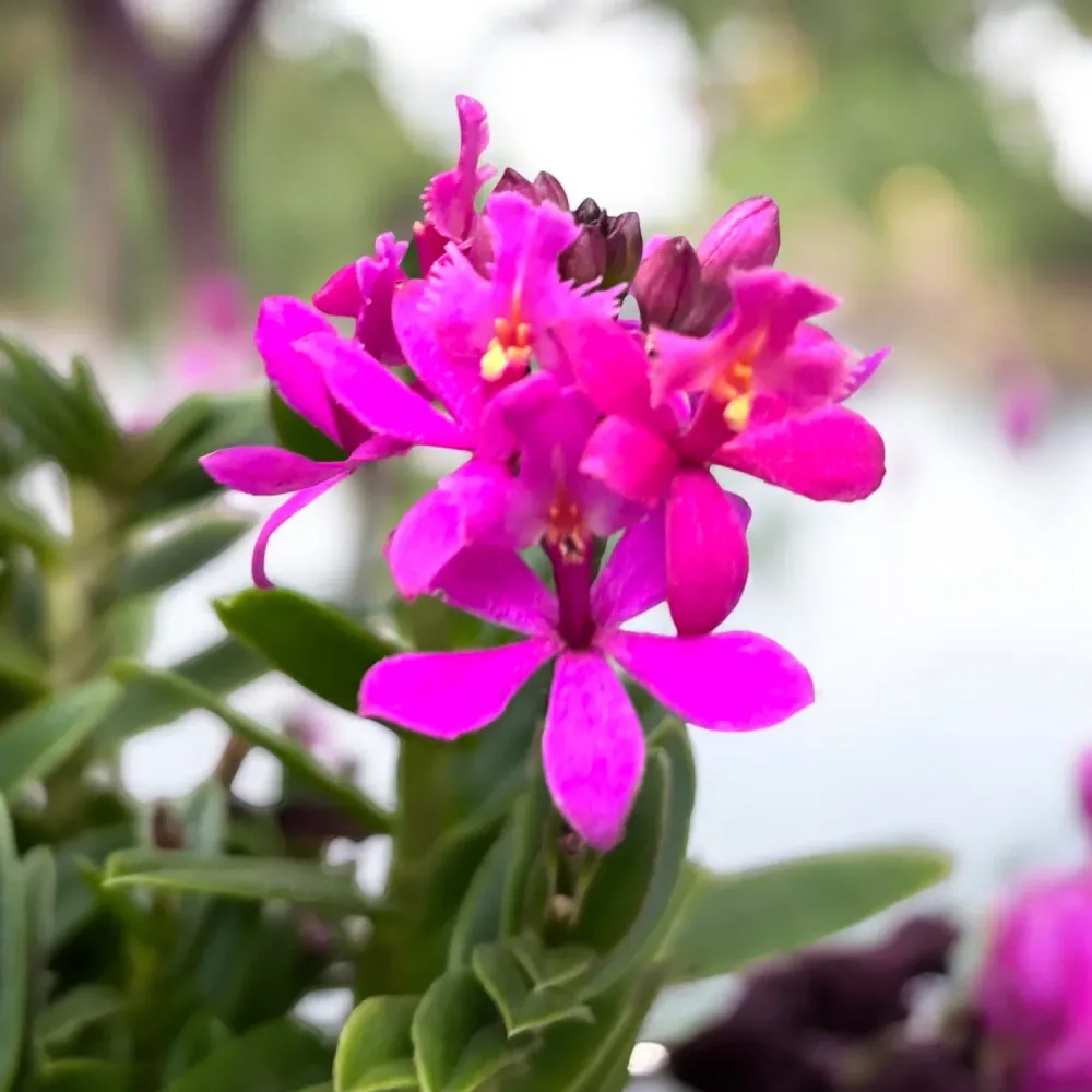 Epidendrum radicans 'Dark Purple' - exemplare bogate
