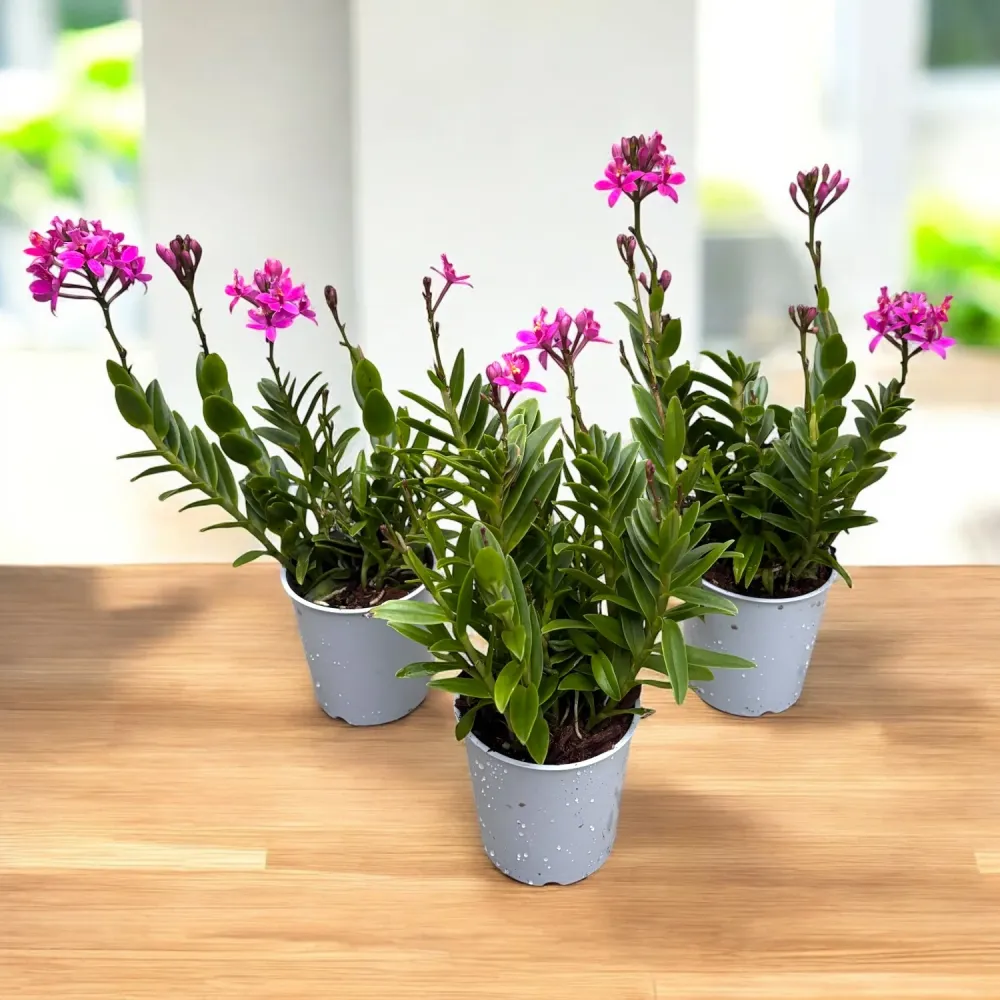 Epidendrum radicans 'Dark Purple' - exemplare bogate
