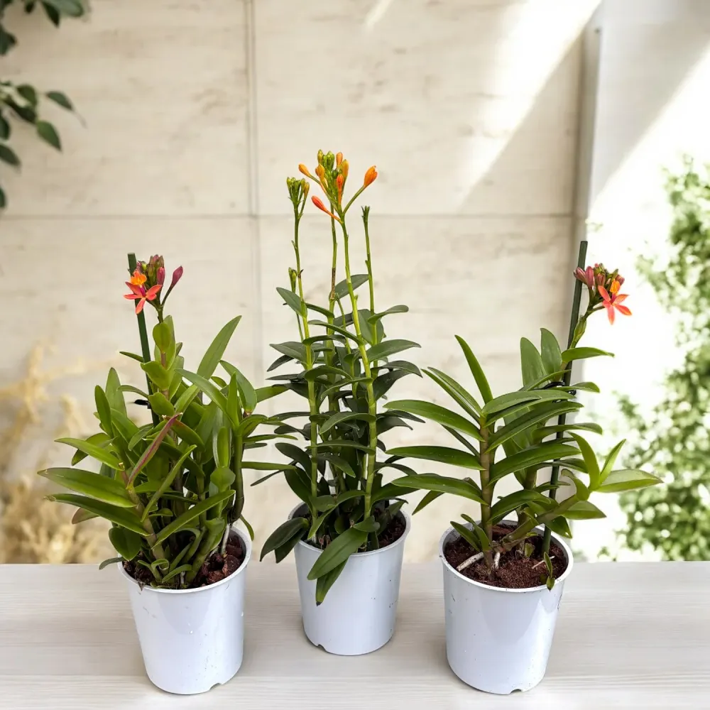Epidendrum radicans 'Orange' - exemplare bogate
