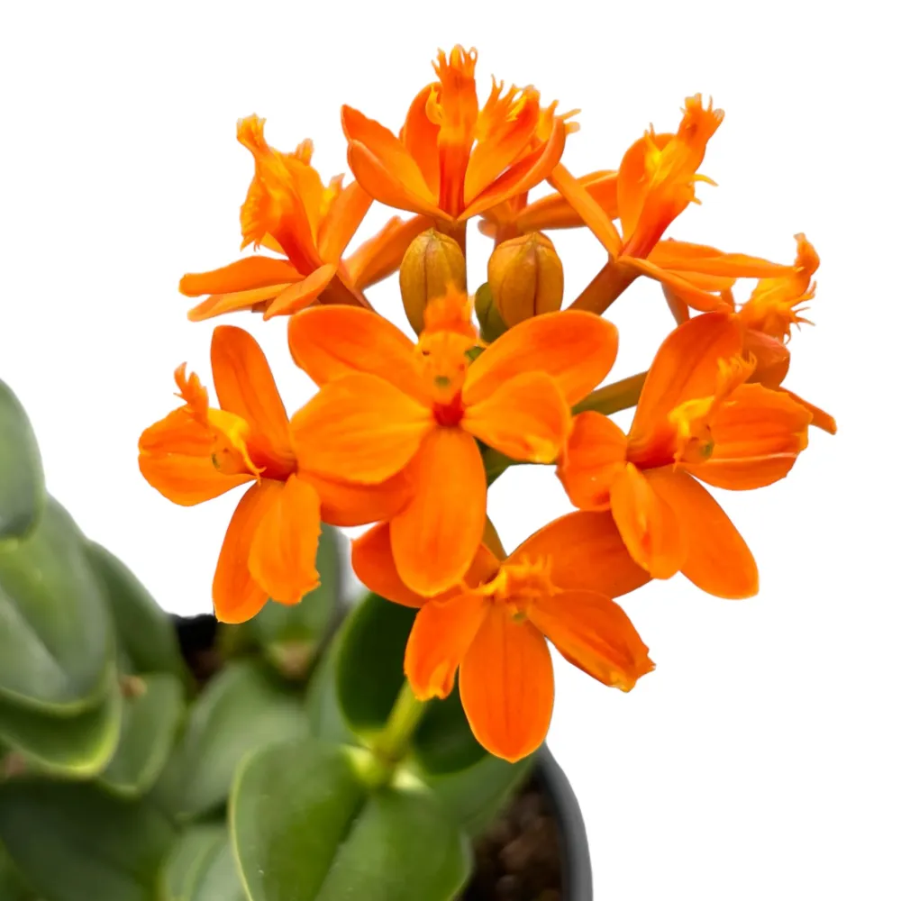 Epidendrum radicans ‘Orange’ - exemplare XL D15