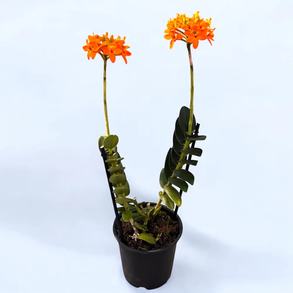 Epidendrum radicans ‘Orange’ - exemplare XL D15