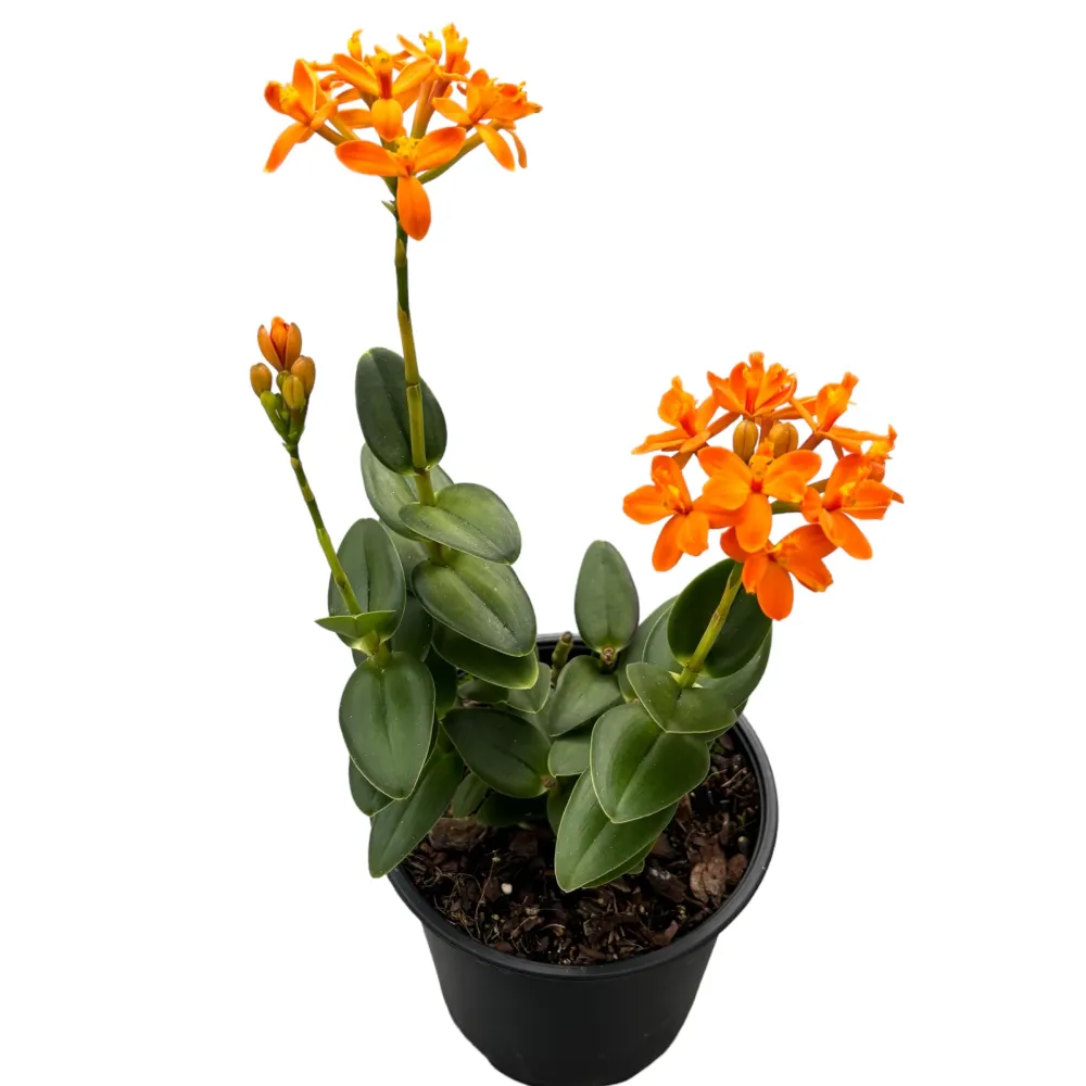 Epidendrum radicans ‘Orange’ - exemplare XL D15