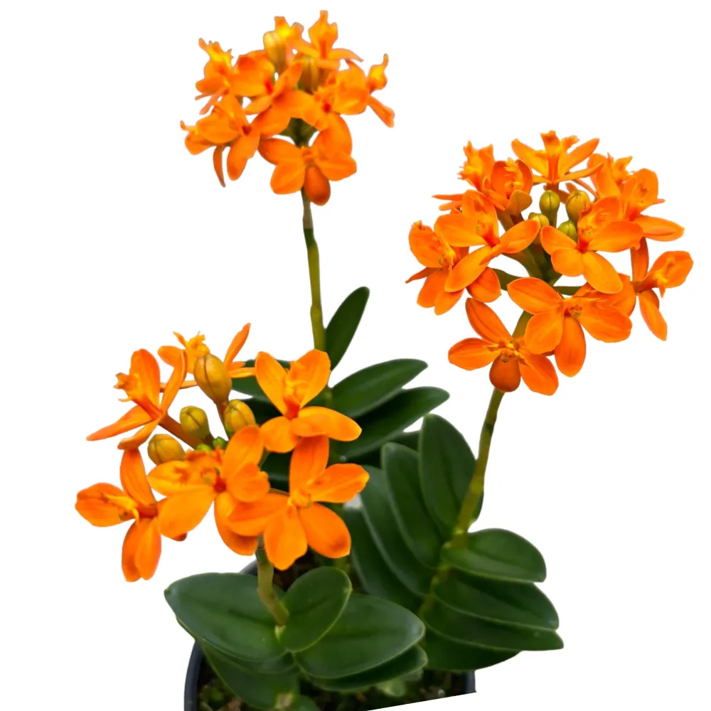Epidendrum radicans ‘Orange’ - exemplare XL D15
