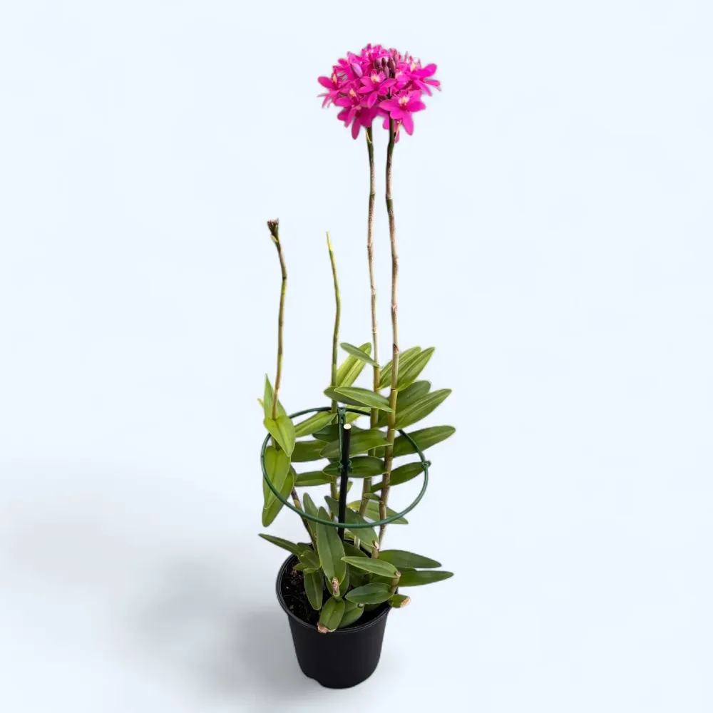 Epidendrum radicans ‘PINK’ XL