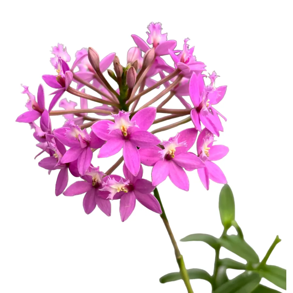 Epidendrum radicans Pink - exemplare dezvoltate