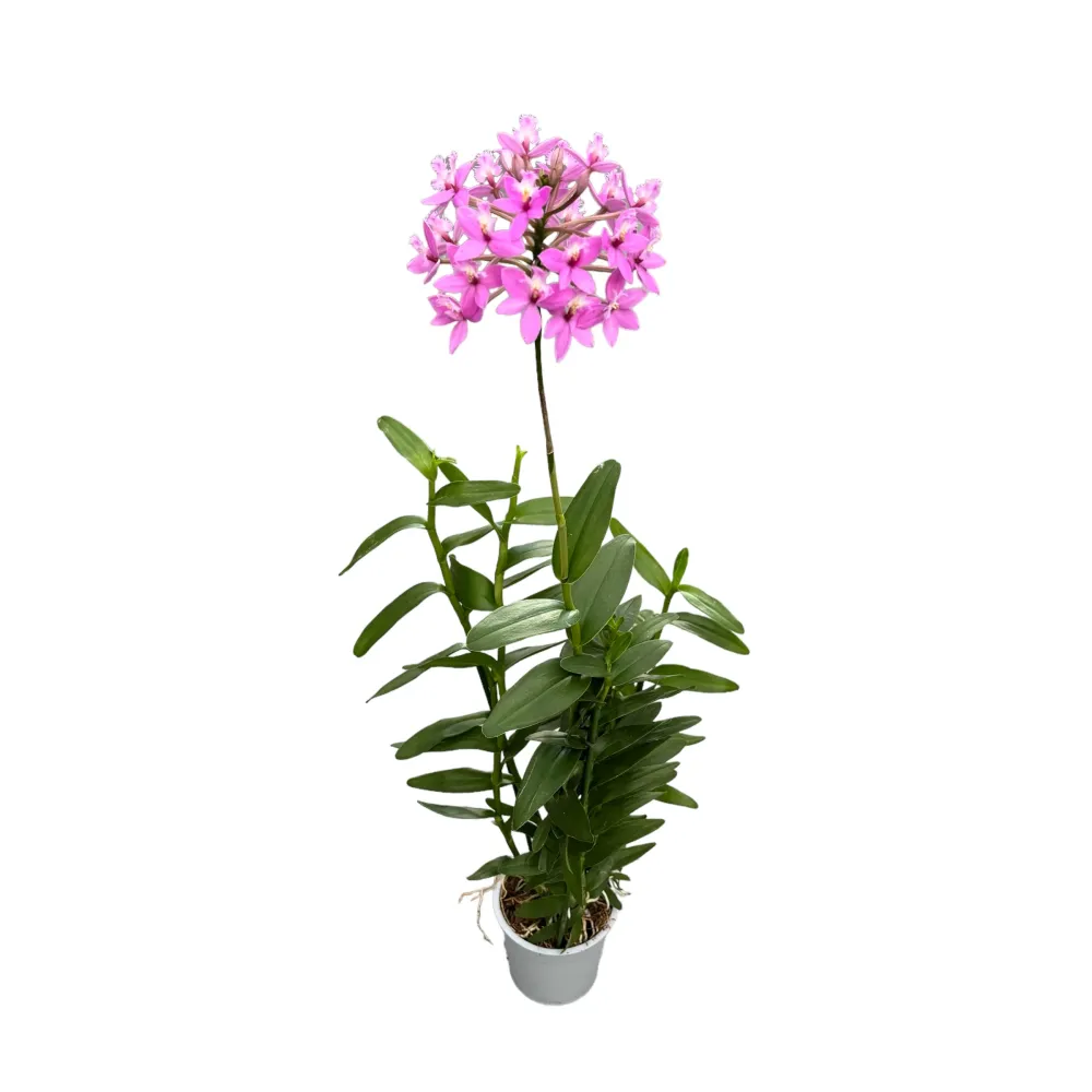 Epidendrum radicans Pink - exemplare dezvoltate