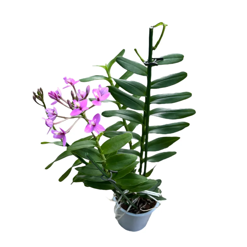 Epidendrum radicans Pink - exemplare dezvoltate