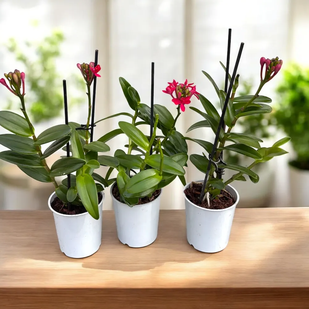 Epidendrum radicans 'Red'