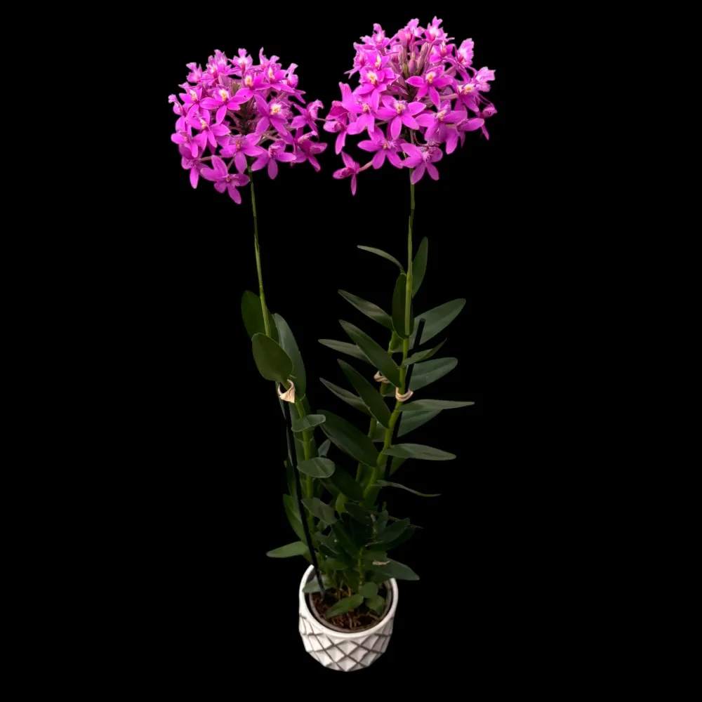 Epidendrum radicans ‘Strong Pink’