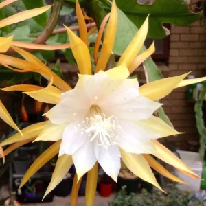 Epiphyllum anguliger D15 - cactusul orhidee (Zig Zag Cactus)