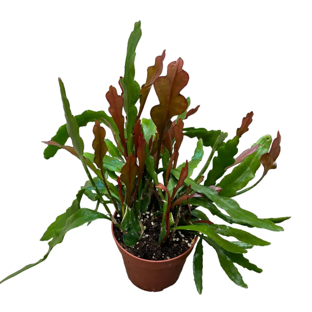Epiphyllum Anguliger 'Red Fire' (Zig Zag Cactus) - cactusul orhidee