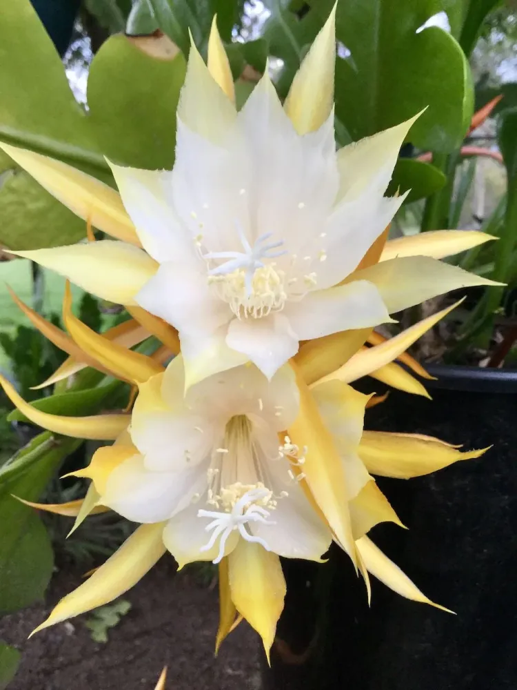 Epiphyllum Anguliger 'Red Fire' (Zig Zag Cactus) - cactusul orhidee