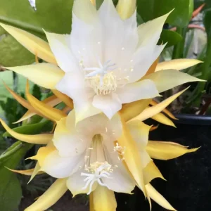 Epiphyllum anguliger XXL - cactusul orhidee (Zig Zag Cactus)