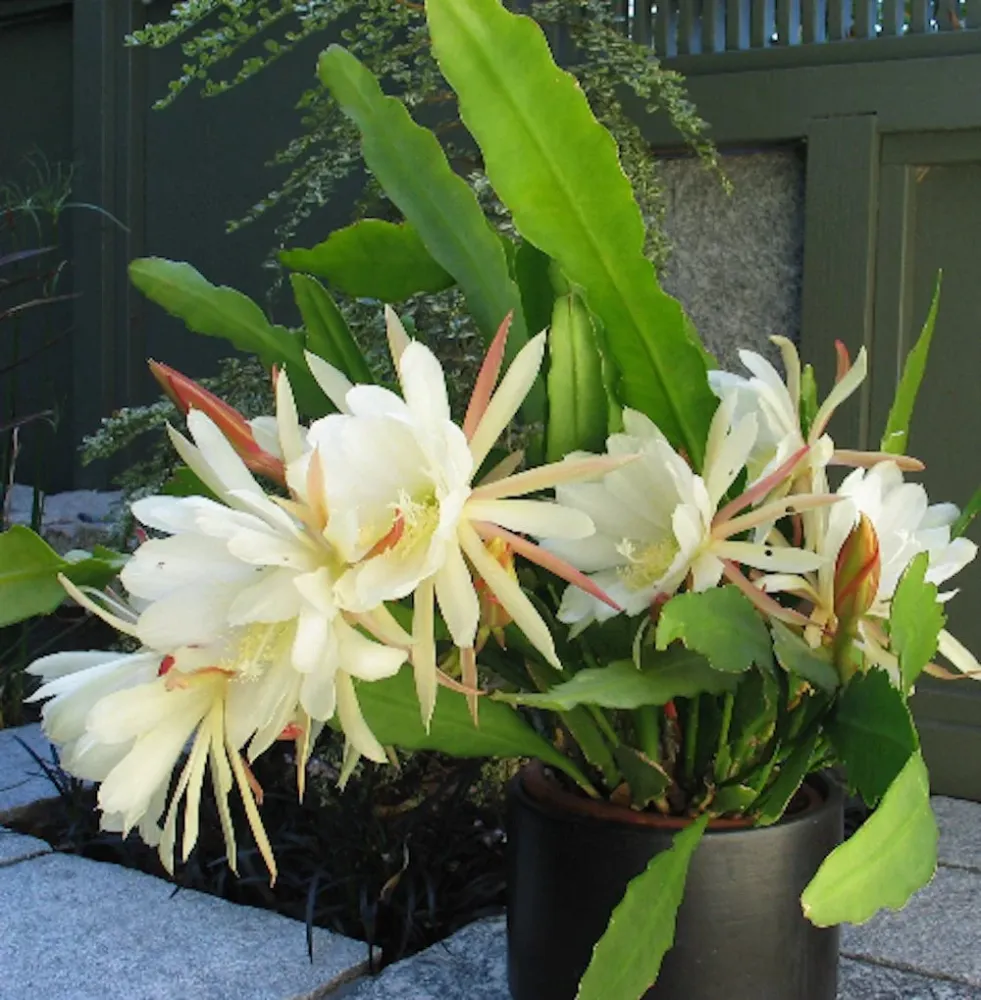 Epiphyllum Beavertail (Coada Castorului) D14