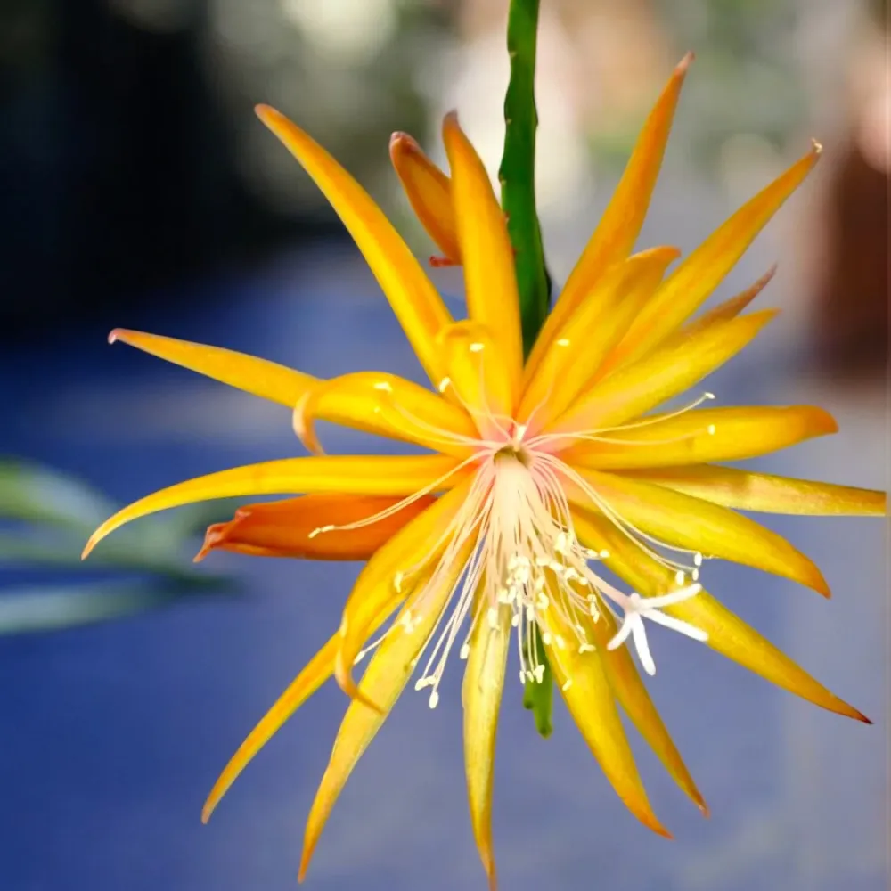 Epiphyllum Dietmar Paetz