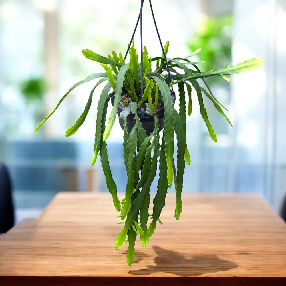 Epiphyllum Dietmar Paetz