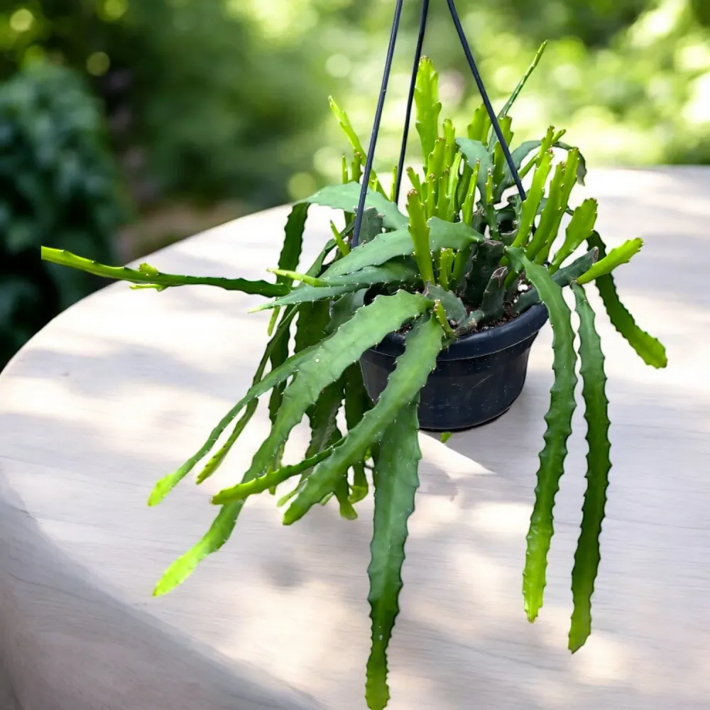 Epiphyllum Dietmar Paetz