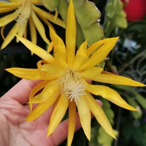 Epiphyllum ‘Fruhlings Gold’ D12 (cactusul orhidee galben)