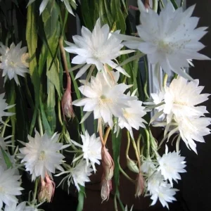 Epiphyllum pumilum XL - cactus orhidee cu flori parfumate, spectaculoase, de noapte
