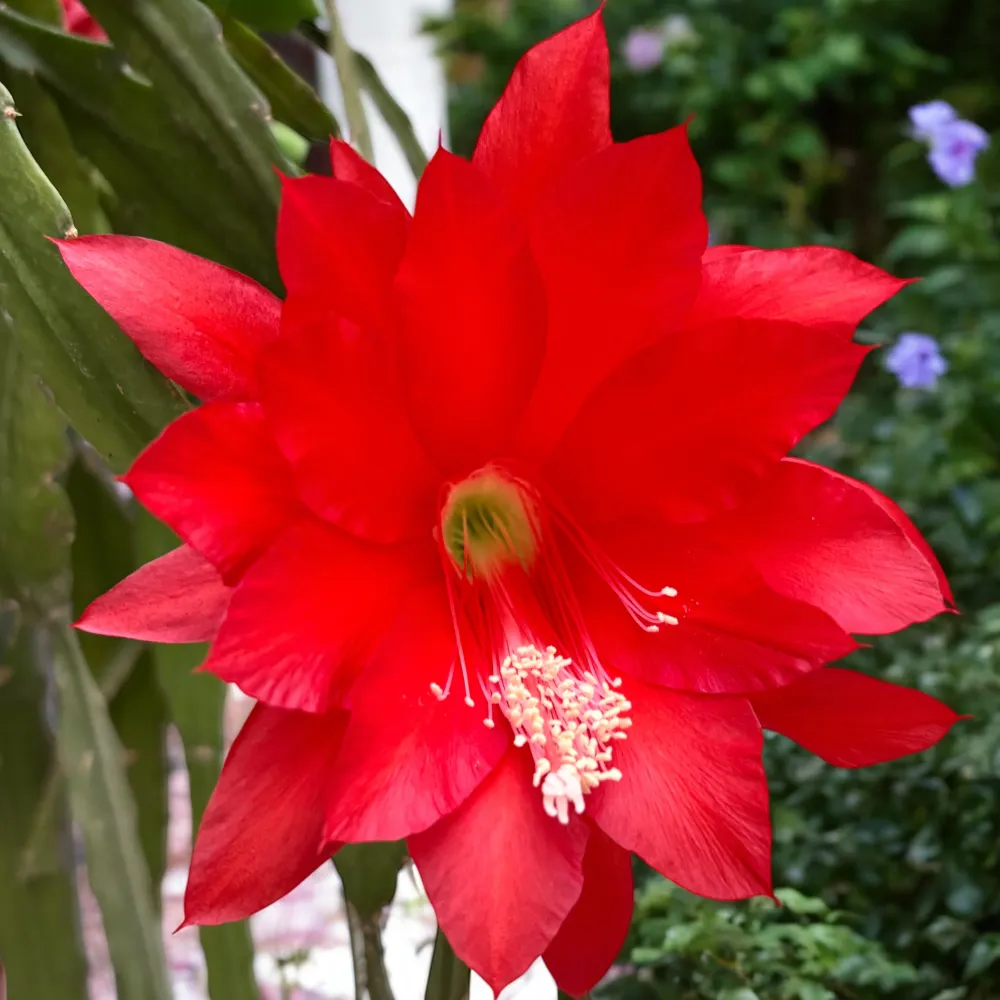Epiphyllum rosu (Red Type Orchid Cactus) D12