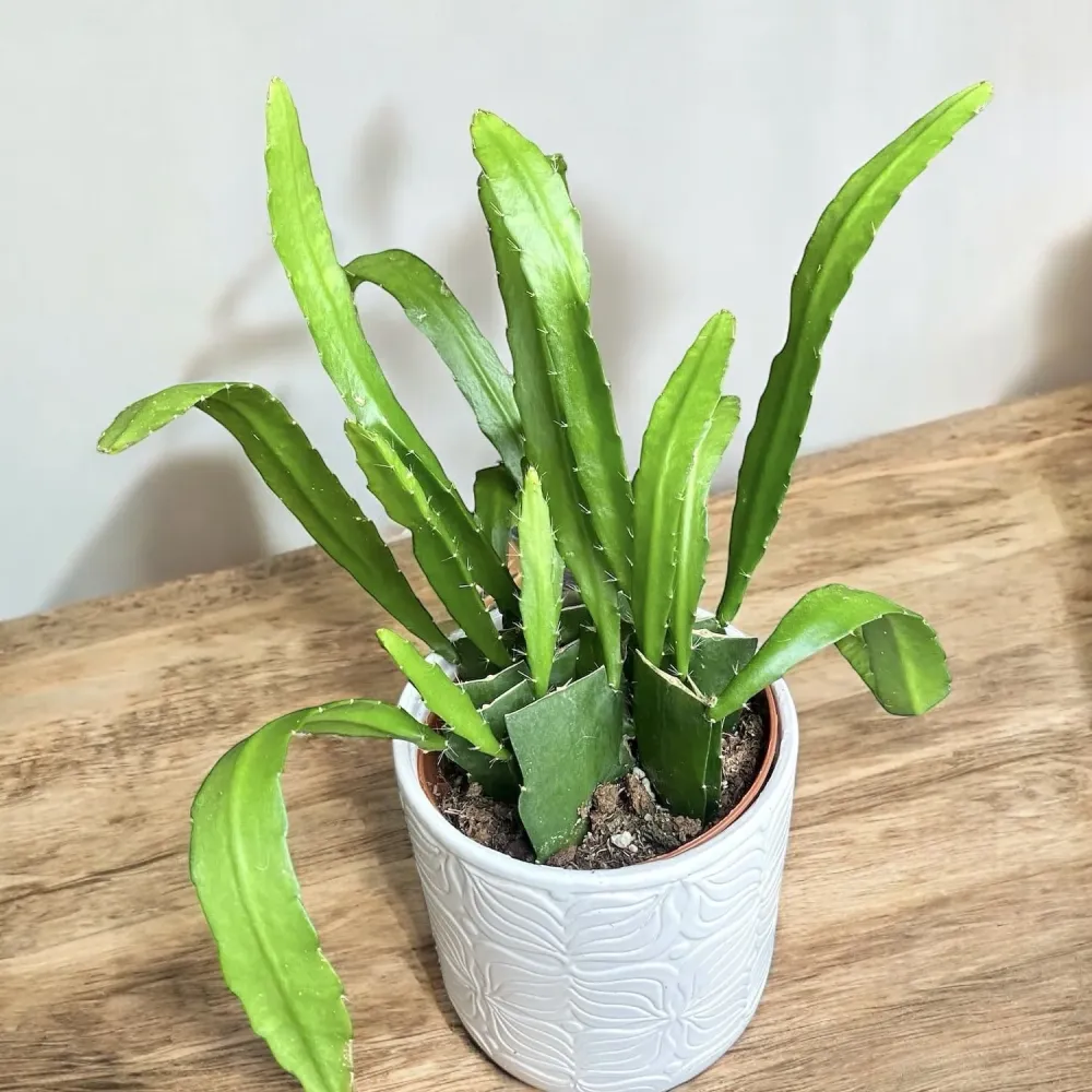 Epiphyllum rosu (Red Type Orchid Cactus) D12