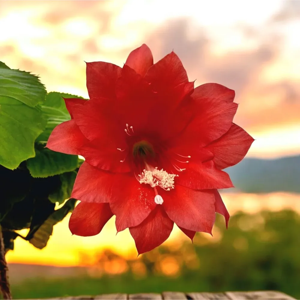 Epiphyllum rosu (Red Type Orchid Cactus) D12