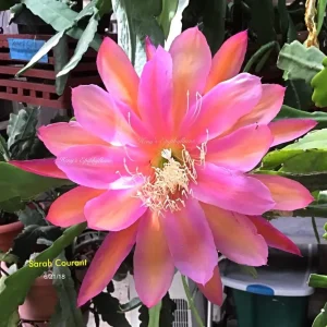 Epiphyllum 'Sarah Courant' (cactusul orhidee)