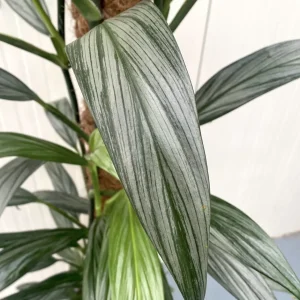 Epipremnum amplissimum 'Silver Leaf' H145 cm - 4 plante/ghiveci