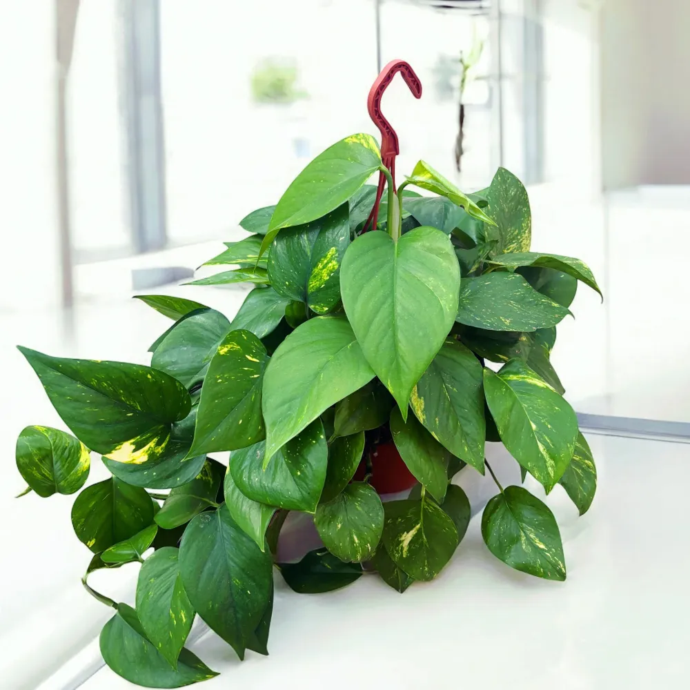 Epipremnum aureum 'Golden' - exemplare XXL