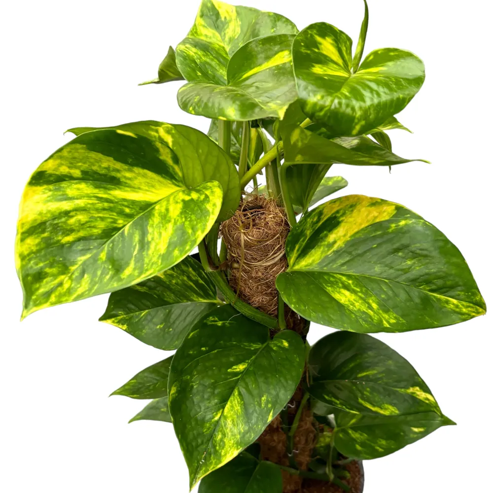 Epipremnum aureum 'Golden' H70 cm 5pp