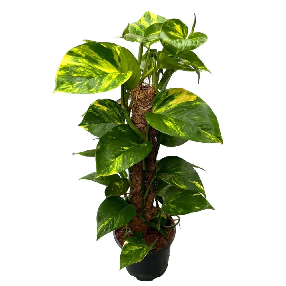 Epipremnum aureum 'Golden' H70 cm 5pp