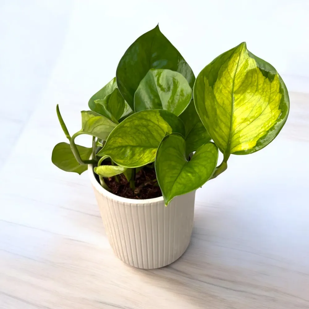 Epipremnum aureum ‘Lemon Top’ – pothos nuante lime