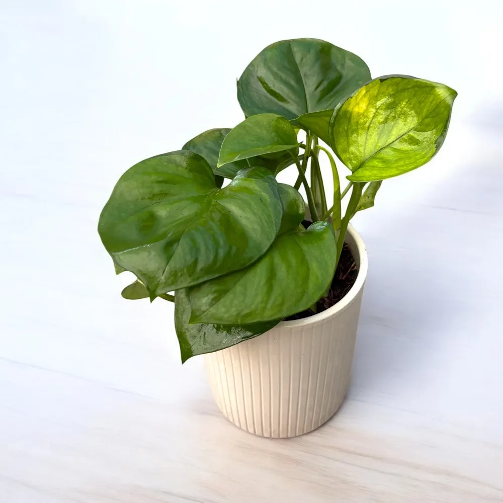 Epipremnum aureum ‘Lemon Top’ – pothos nuante lime
