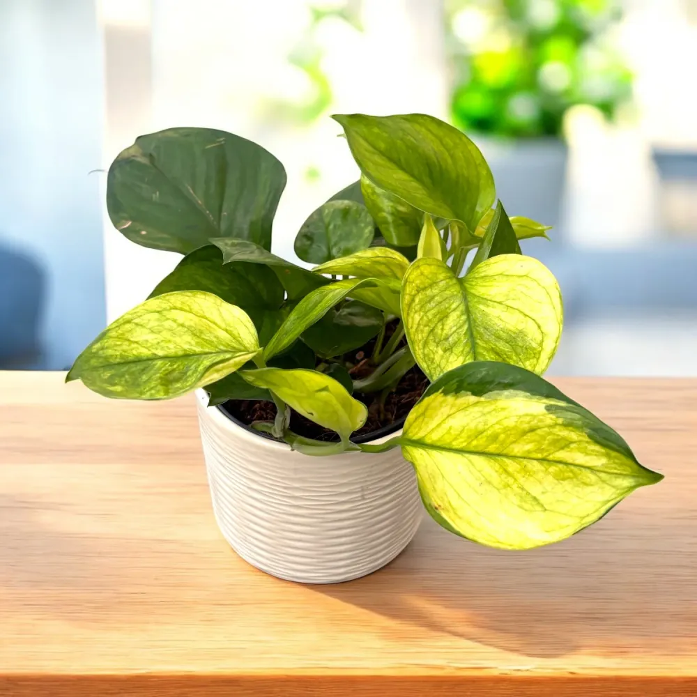 Epipremnum aureum ‘Lemon Top’ – pothos nuante lime