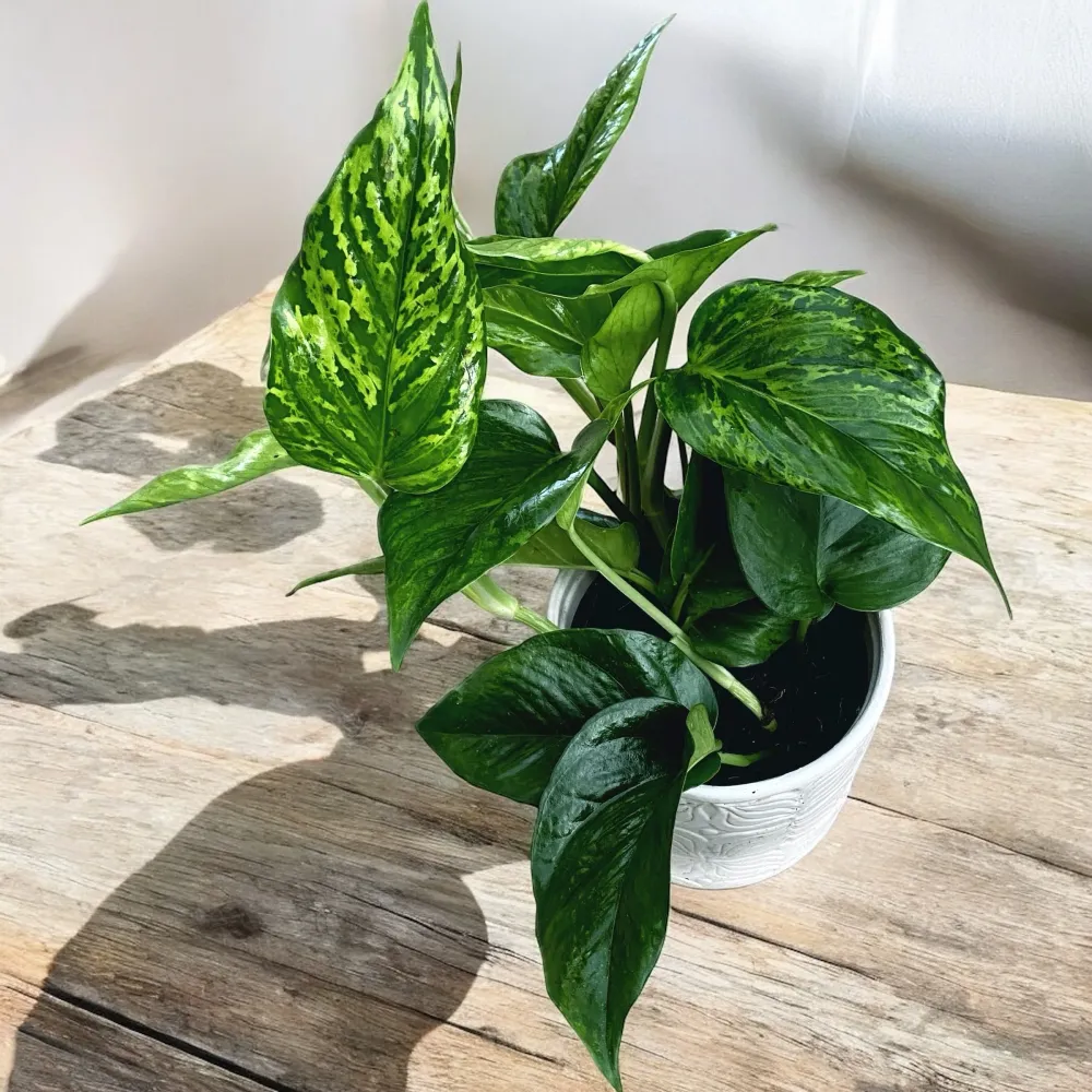 Epipremnum aureum 'Marble Green' - 3 plante/ghiveci