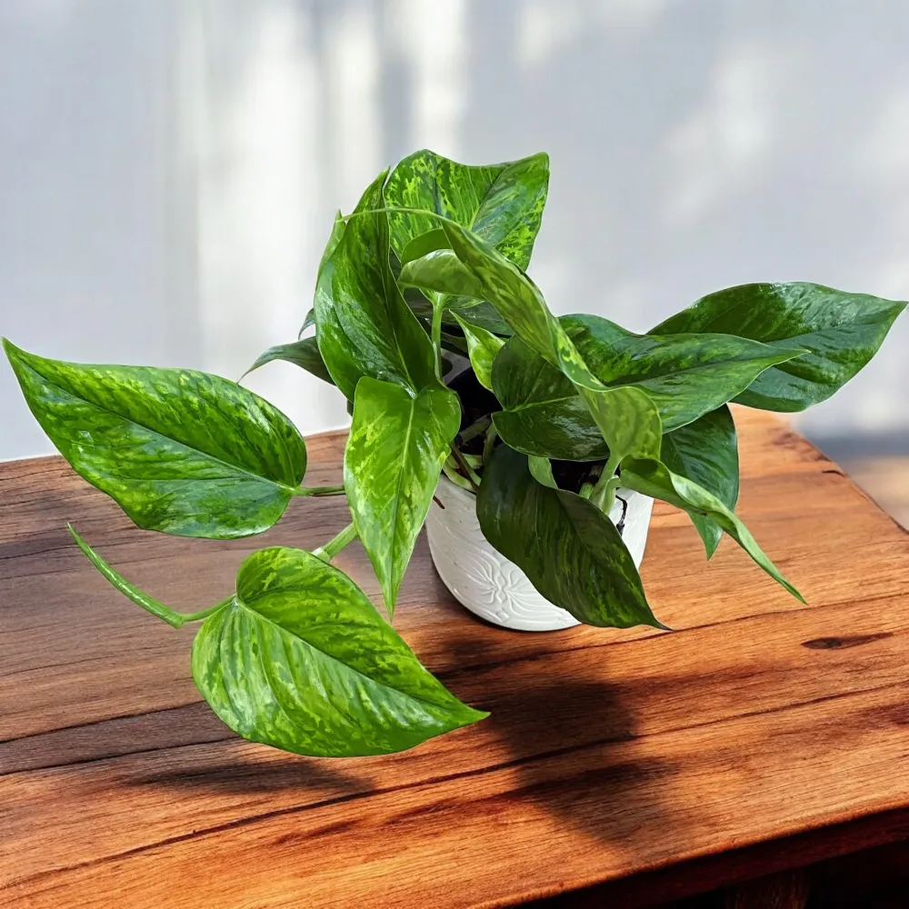 Epipremnum aureum 'Marble Green' - 3 plante/ghiveci