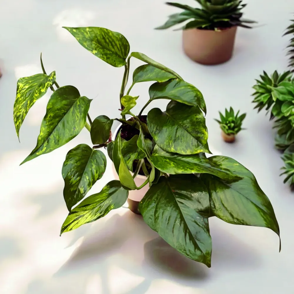 Epipremnum aureum 'Marble Green' - 3 plante/ghiveci