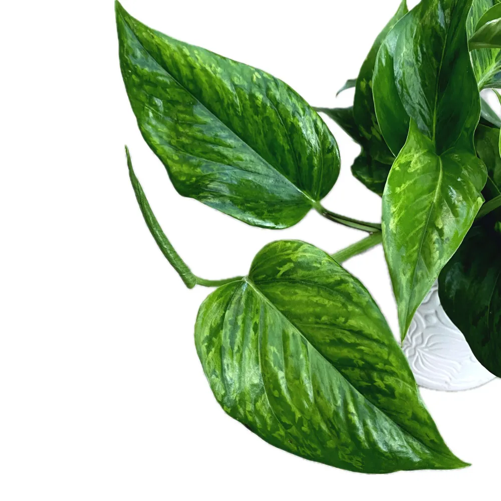 Epipremnum aureum 'Marble Green' - 3 plante/ghiveci