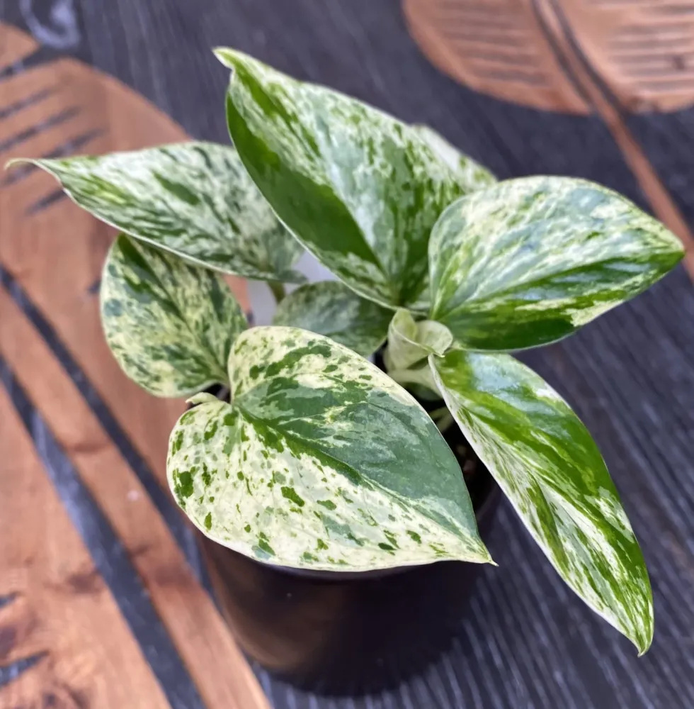 Epipremnum aureum 'Marble Queen' (babyplant)